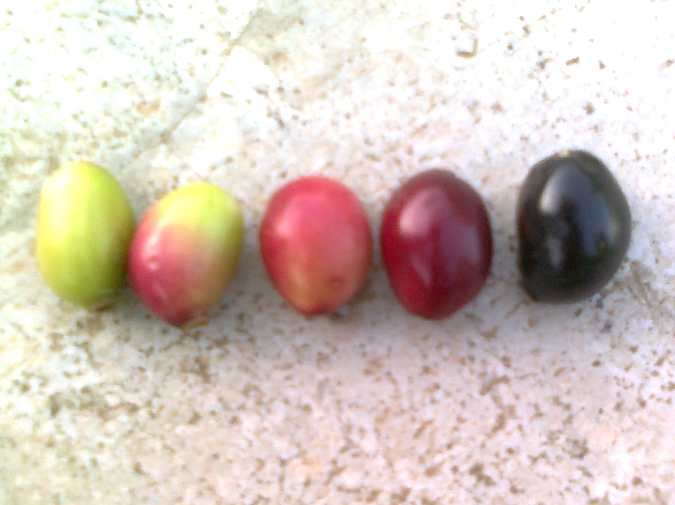 Jamun fruit ripening from green to dark purple