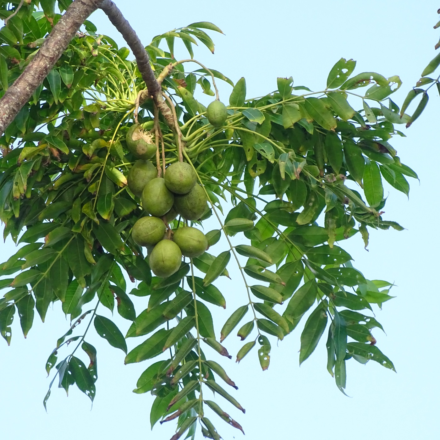 Clusters of green June plums hanging from a branch