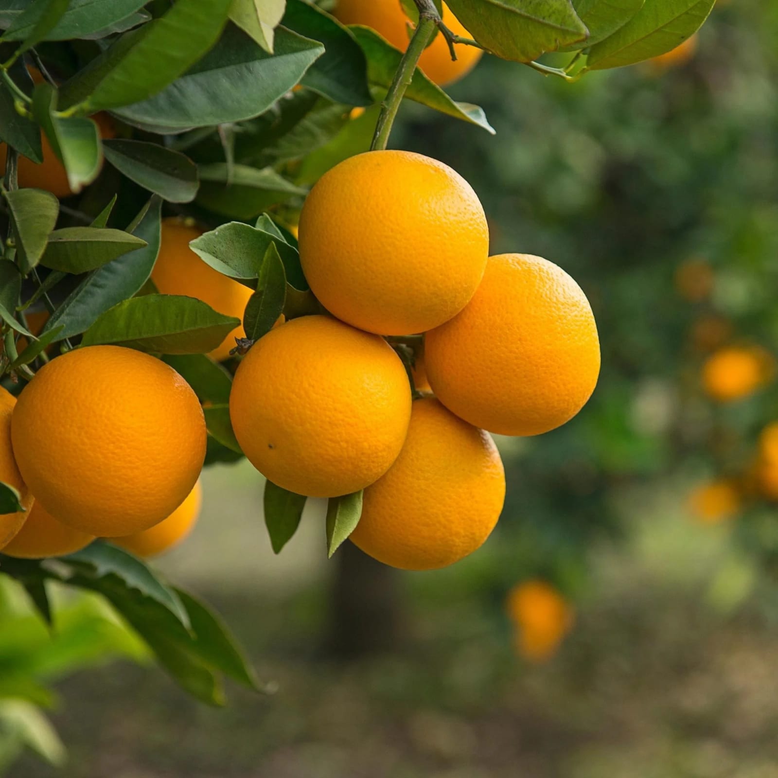 Hamlin orange fruit growing on a citrus tree