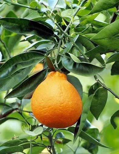 Orlando tangelo fruit growing on a citrus tree