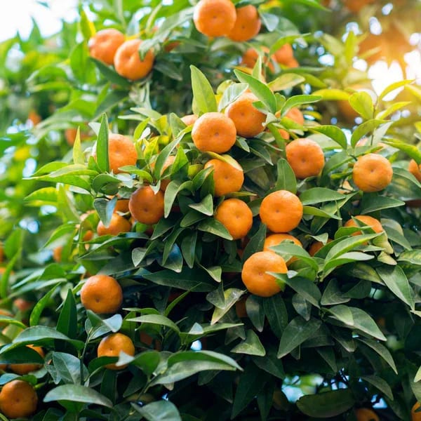 Tango mandarin fruit growing on a citrus tree