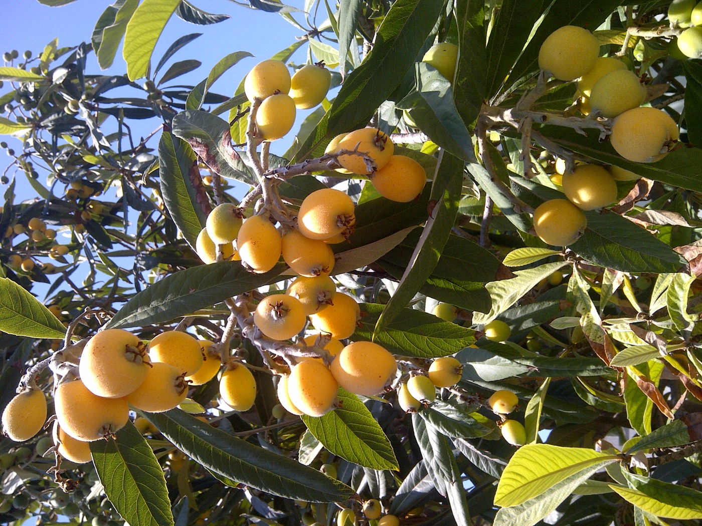 Clusters of orange loquat fruit among large leaves