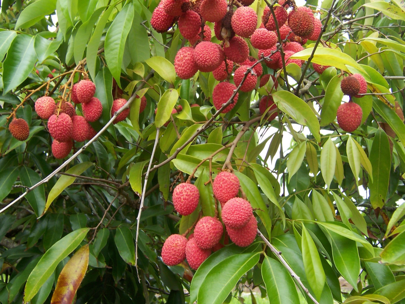 Red lychee fruit clusters on a tree