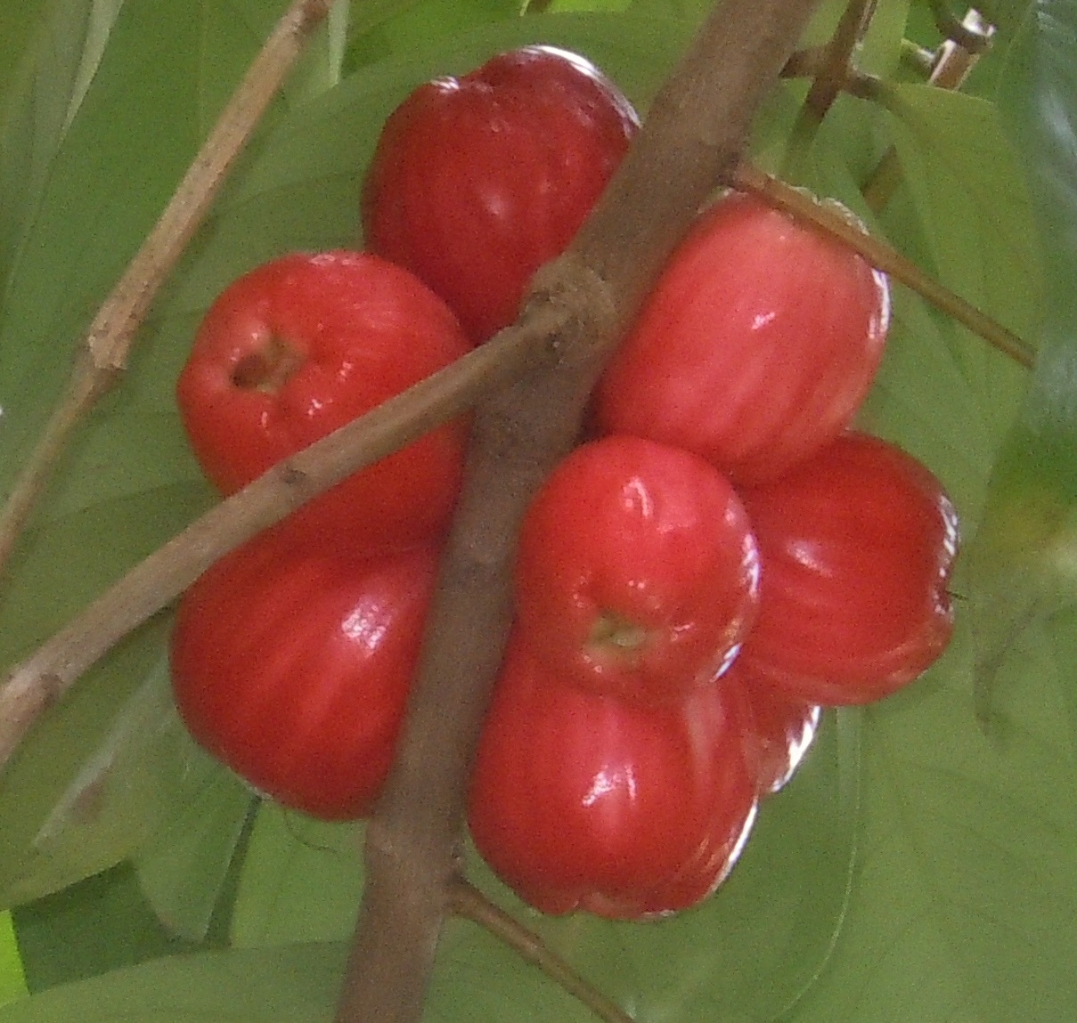 Shiny red Malay apples on a branch