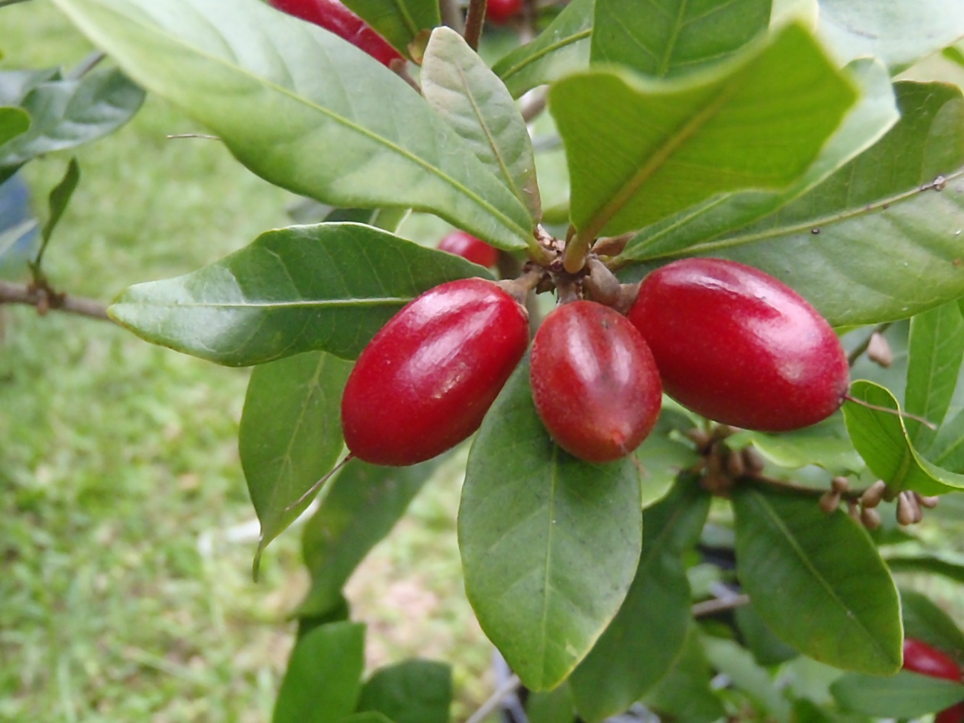 Red miracle fruit berries among green leaves