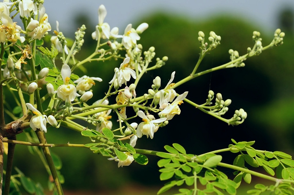Moringa branch with clusters of cream flowers and small leaflets
