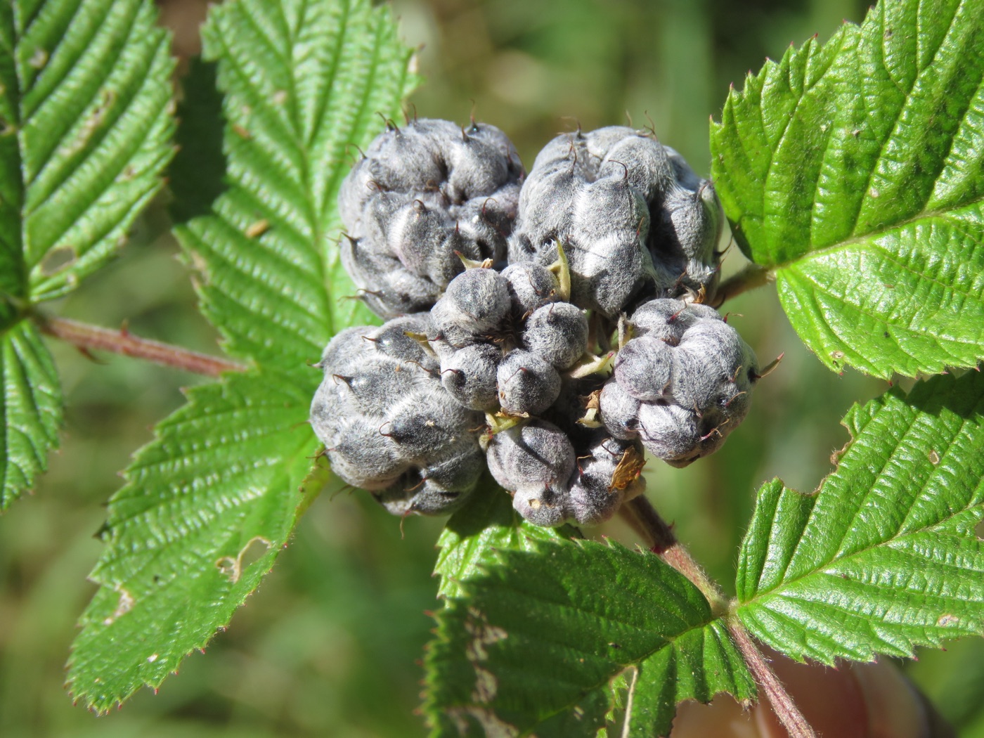 Dark Mysore raspberries among serrated leaves