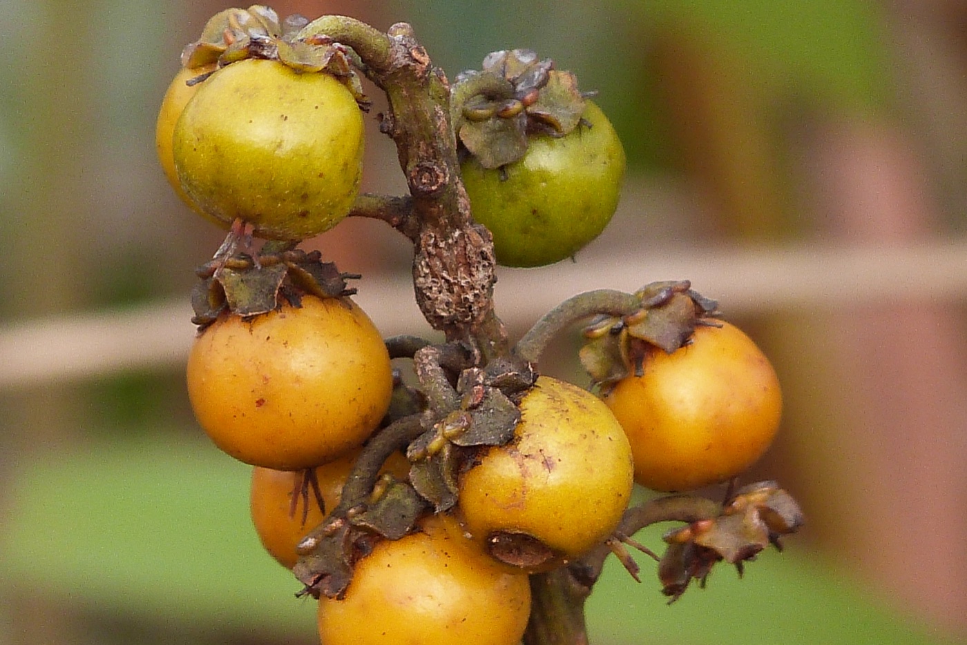 Yellow-orange nance fruit hanging on a branch