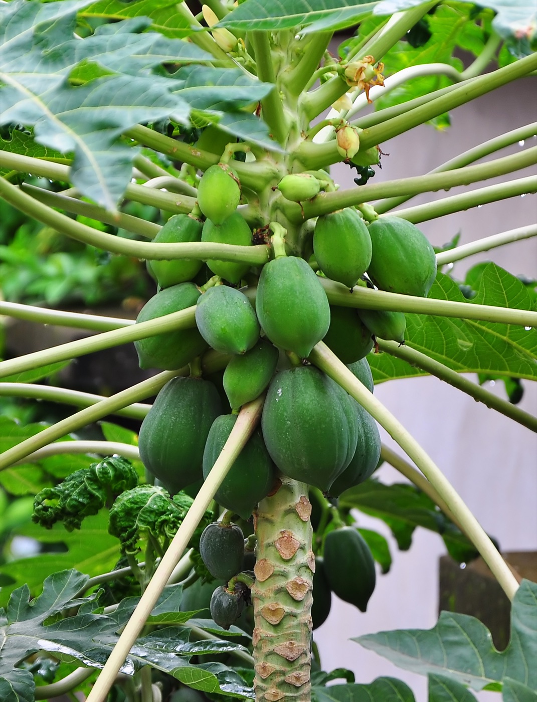 Papaya plant with green fruit clustered around the trunk