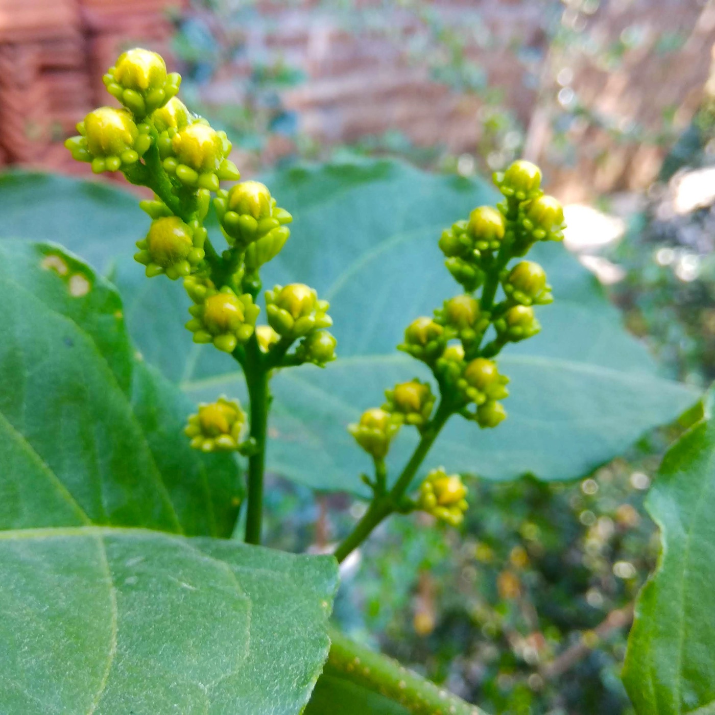 Clusters of yellow peanut butter fruit flower buds