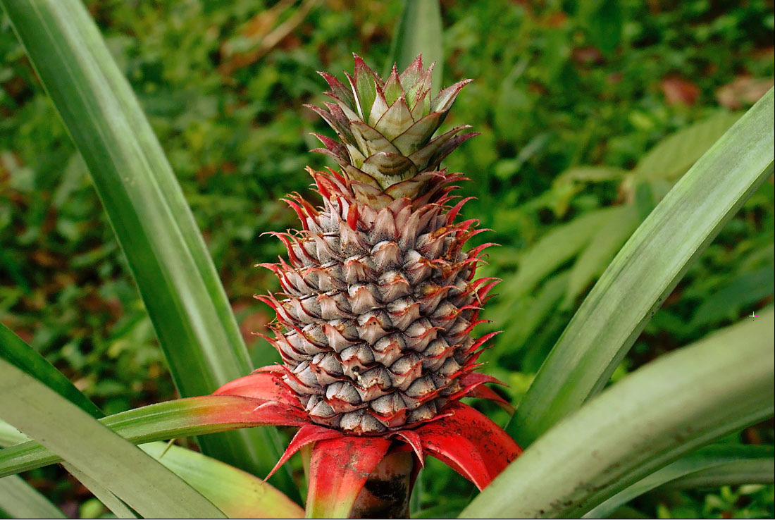 Young pineapple fruit growing from the center of a spiky plant