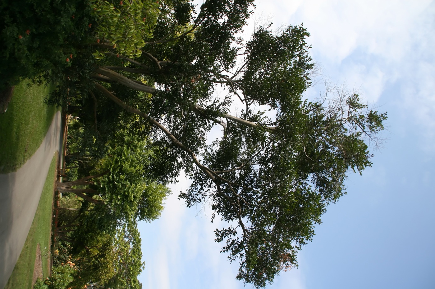 Pitomba tree with a rounded evergreen canopy