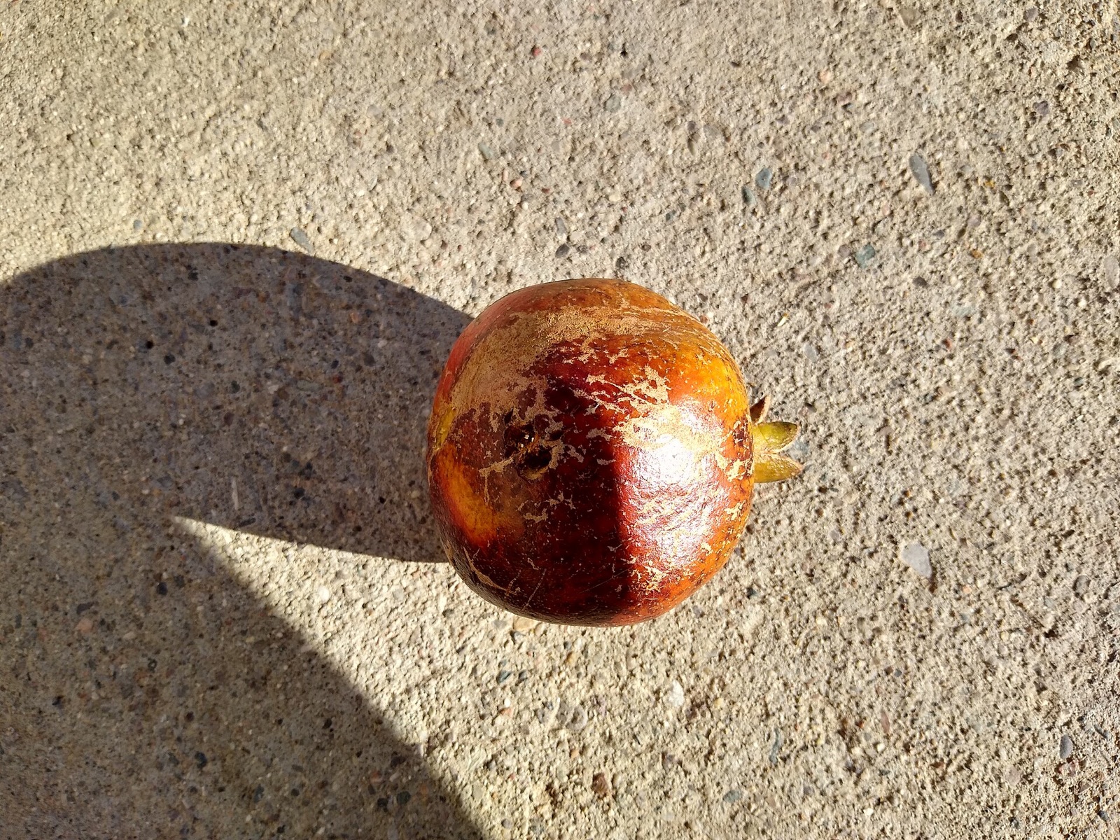 Pomegranate — Punica granatum
