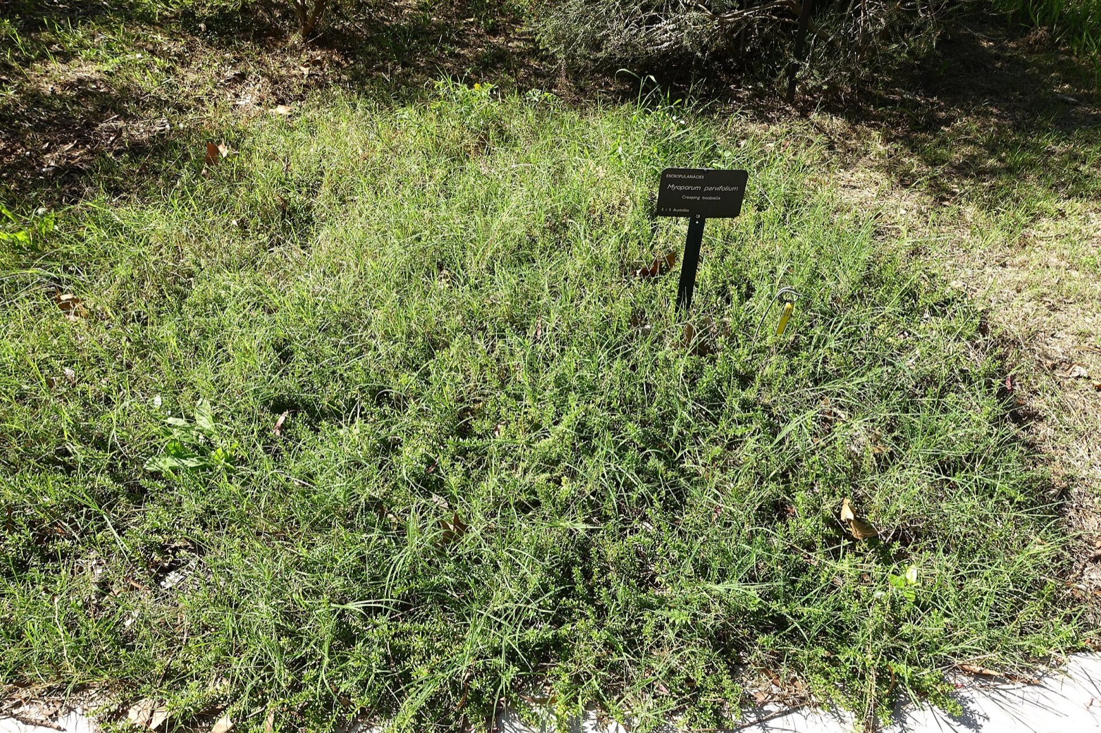 White flowers and fine green foliage on prostrate myoporum
