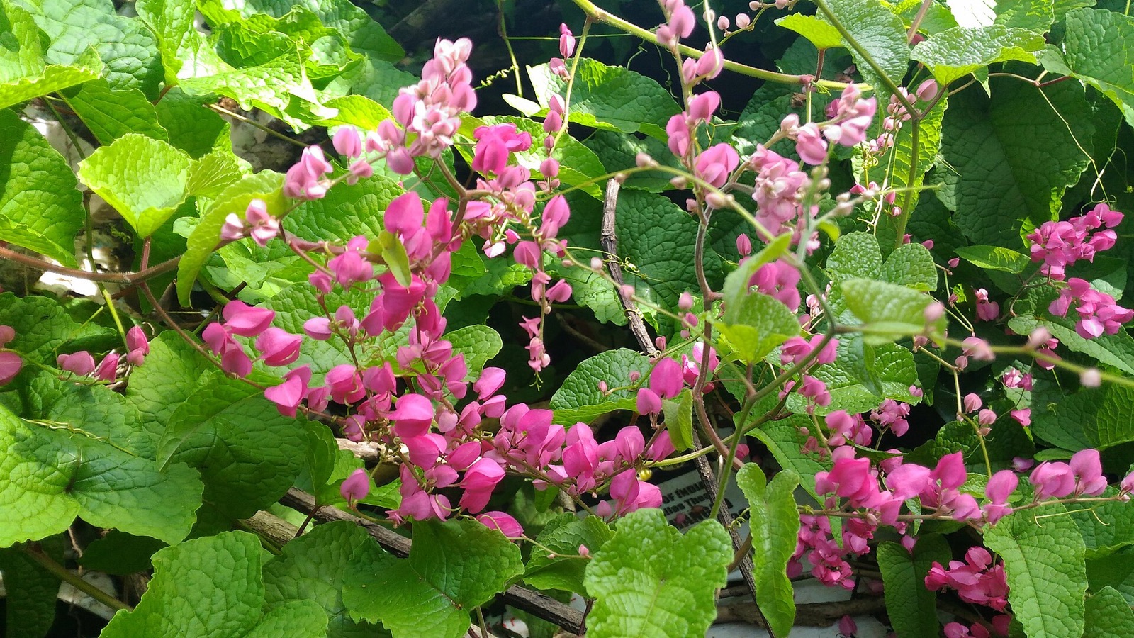 Pink flower clusters and heart-shaped foliage on queen's wreath vine