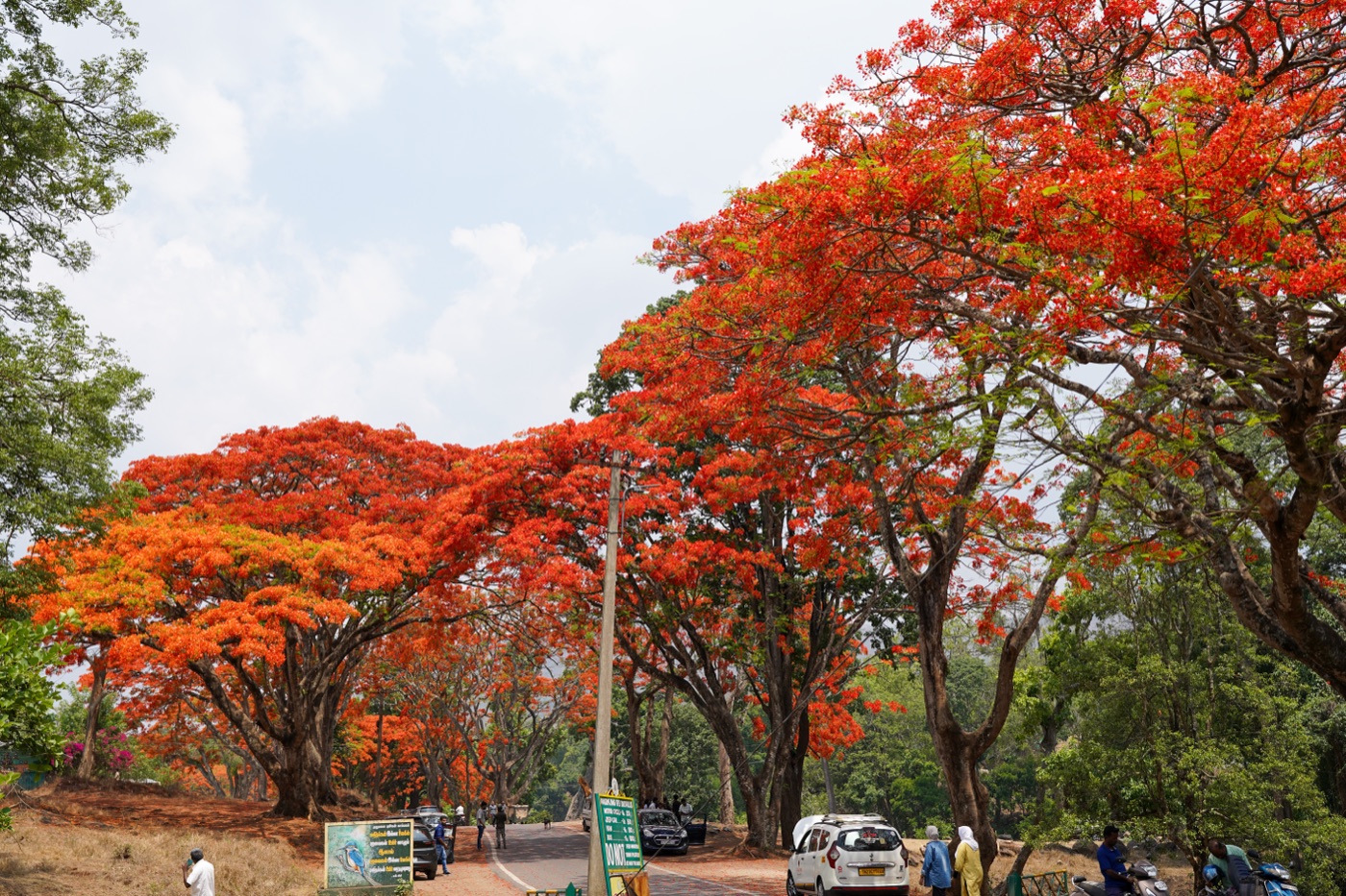 Royal poinciana trees covered in red-orange flowers