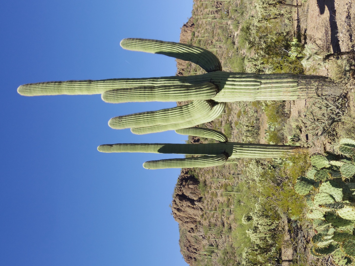 Tall saguaro cactus with several arms in the Sonoran Desert