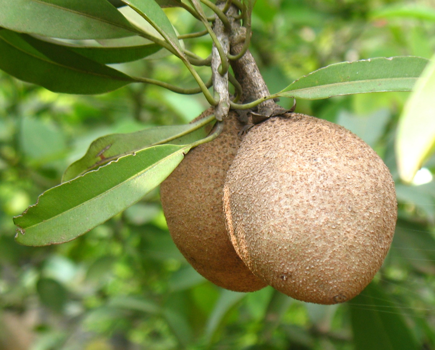 Round brown sapodilla fruit hanging among glossy leaves