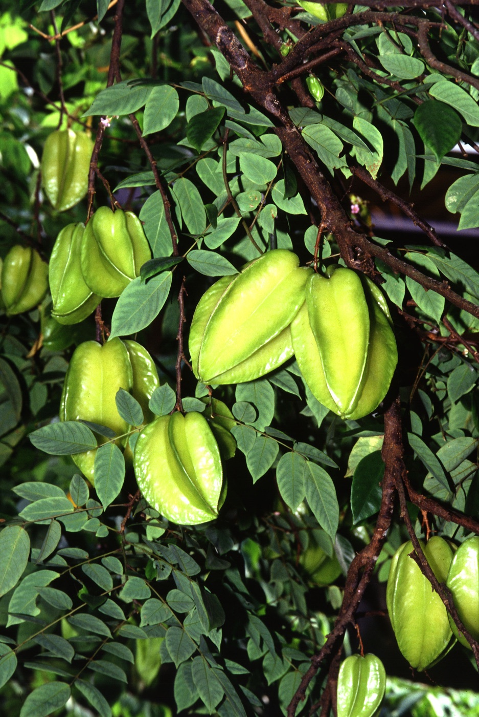 Yellow-green starfruit hanging from a carambola tree