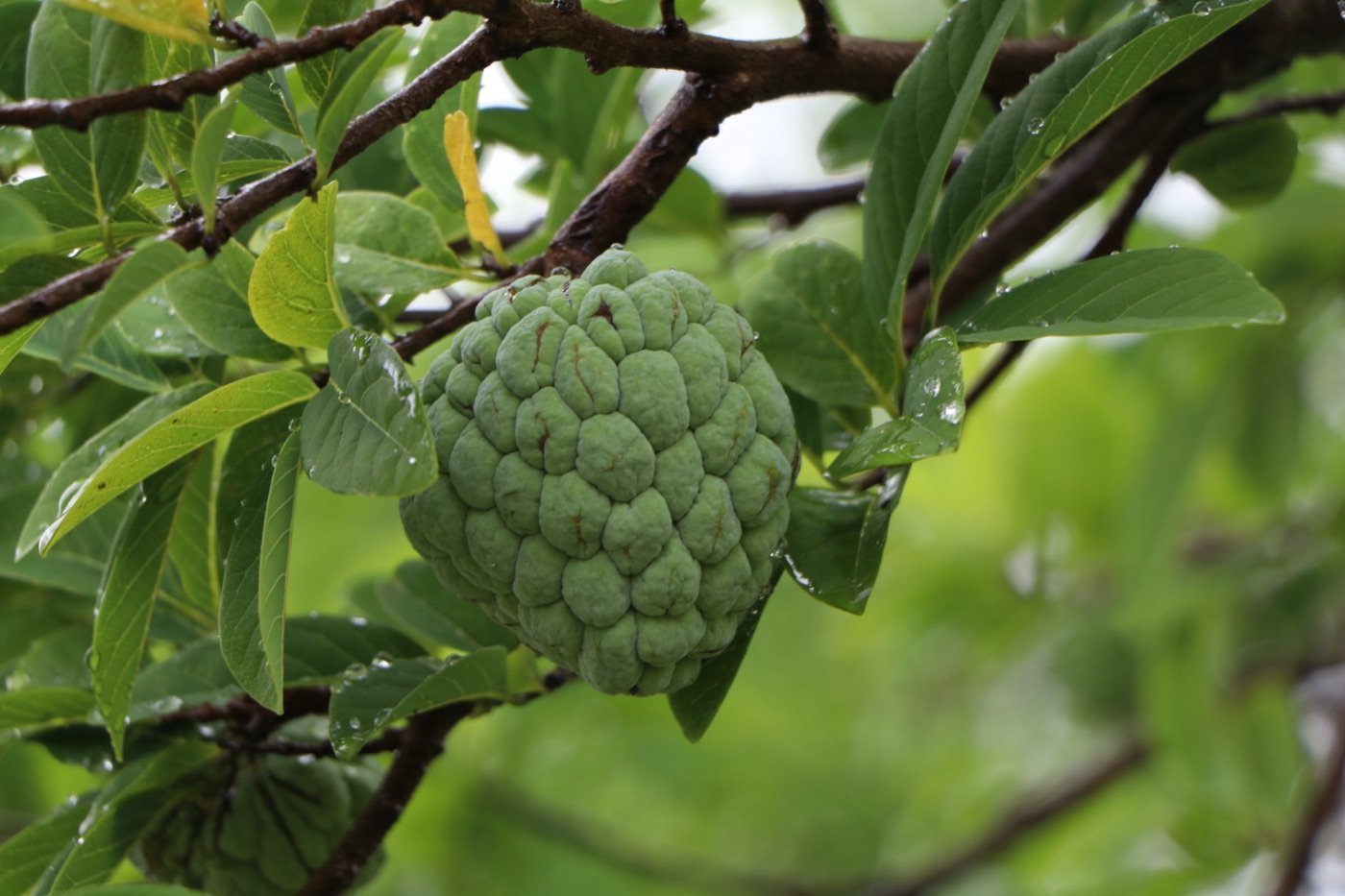 Knobby green sugar apple fruit on a branch