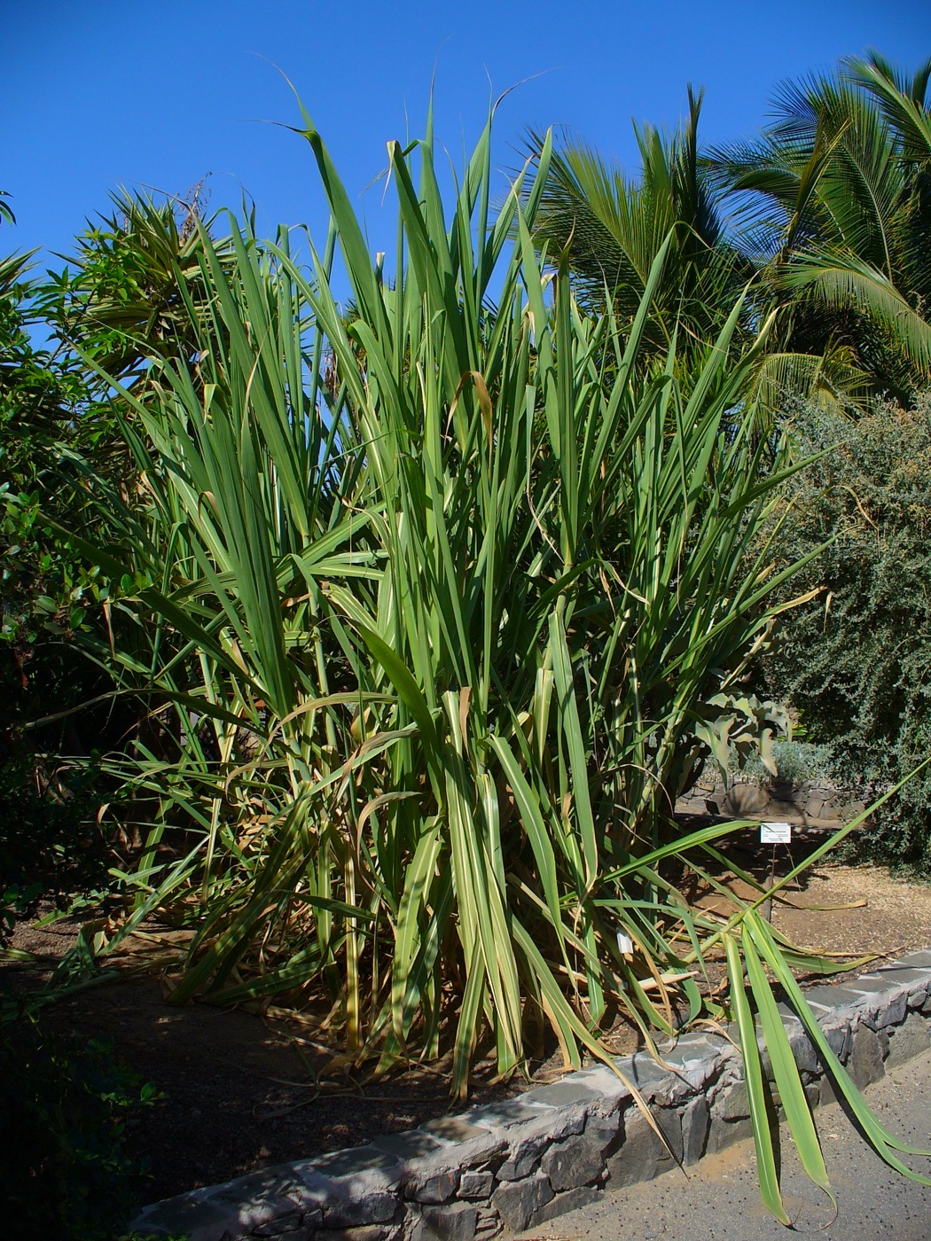 Clump of sugarcane with tall green leaves