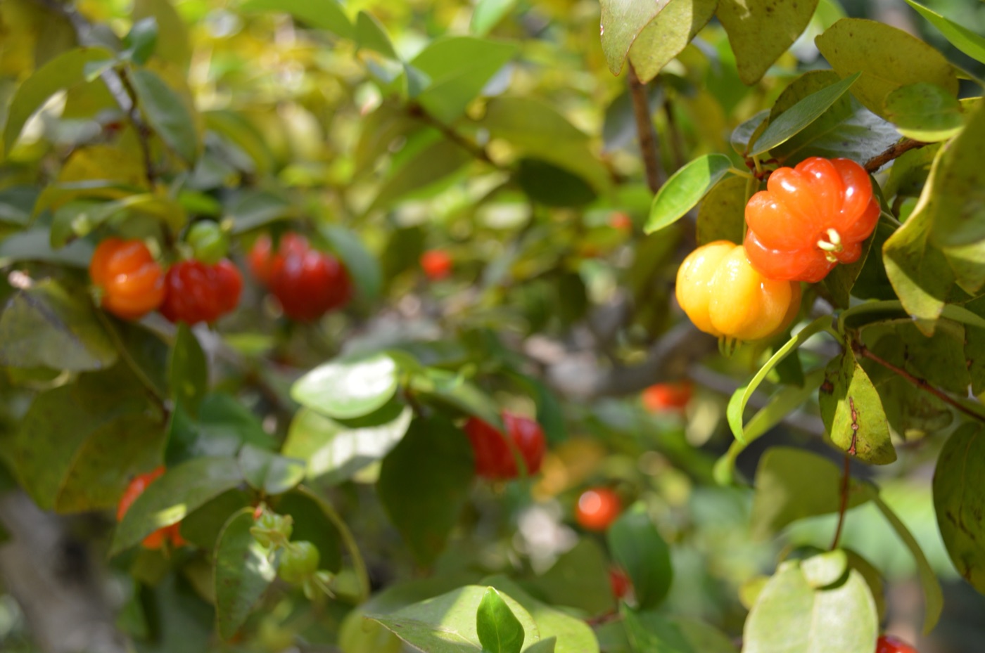 Ribbed red and orange Surinam cherries on a shrub