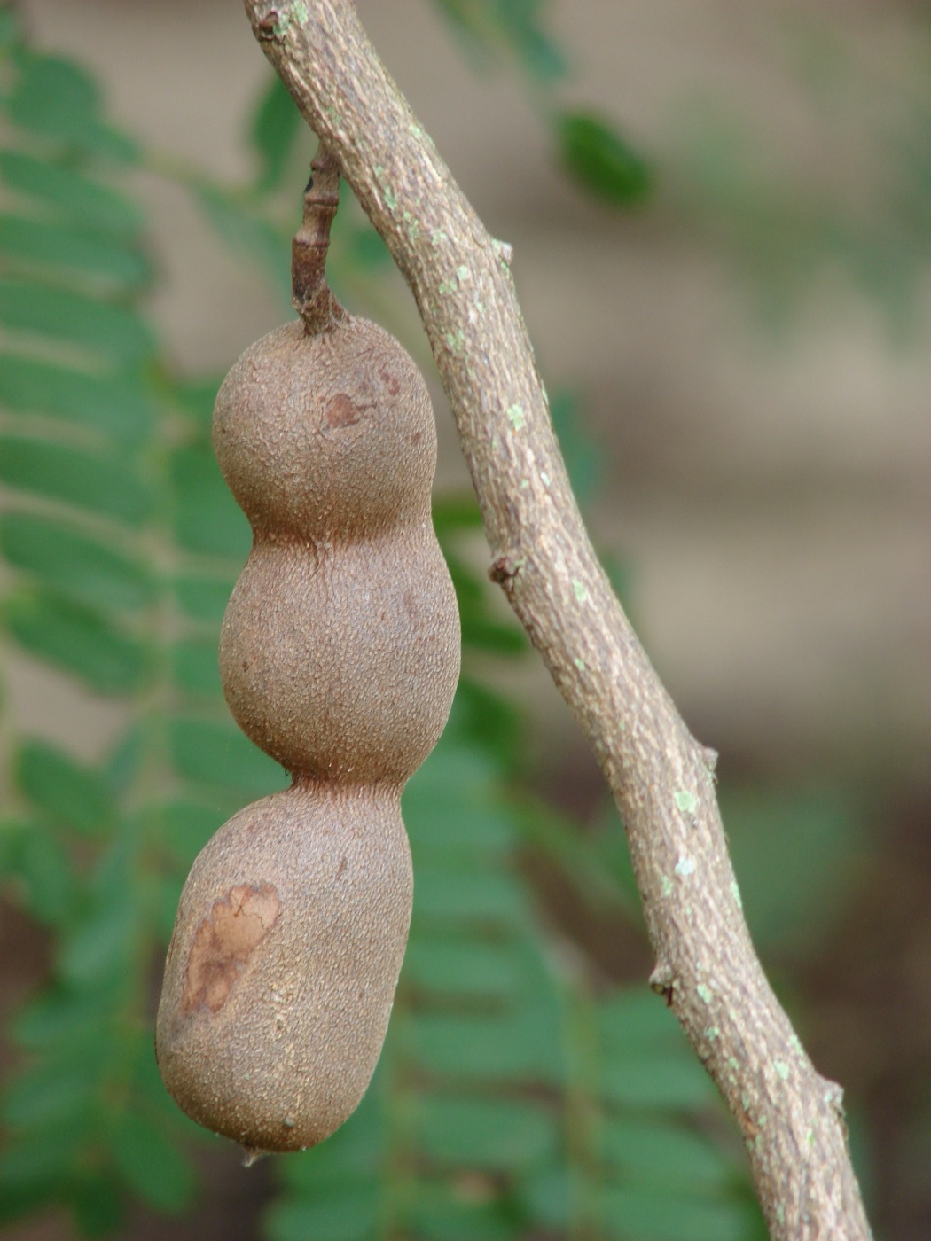 Brown tamarind pods hanging from a branch