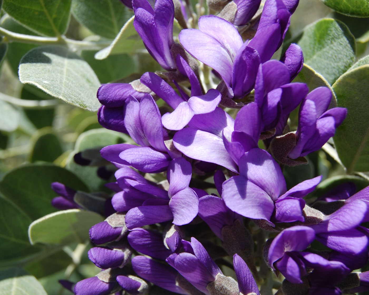 Clusters of purple Texas mountain laurel flowers with glossy green leaves