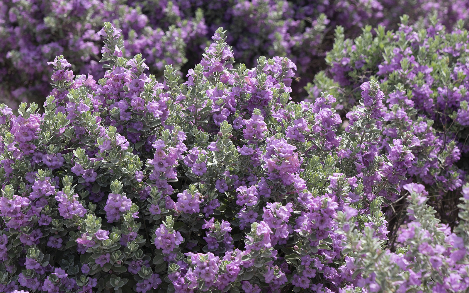 Texas sage in bloom with purple flowers and silver foliage