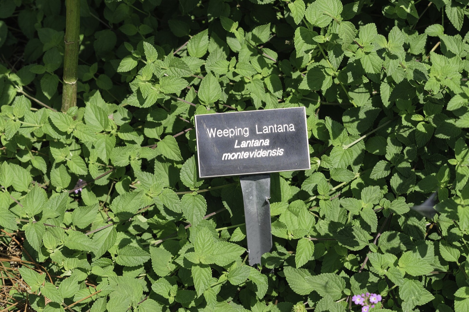 Trailing lantana — Lantana montevidensis
