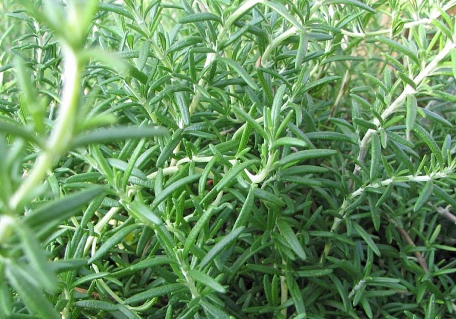 Trailing rosemary flowering over a low wall