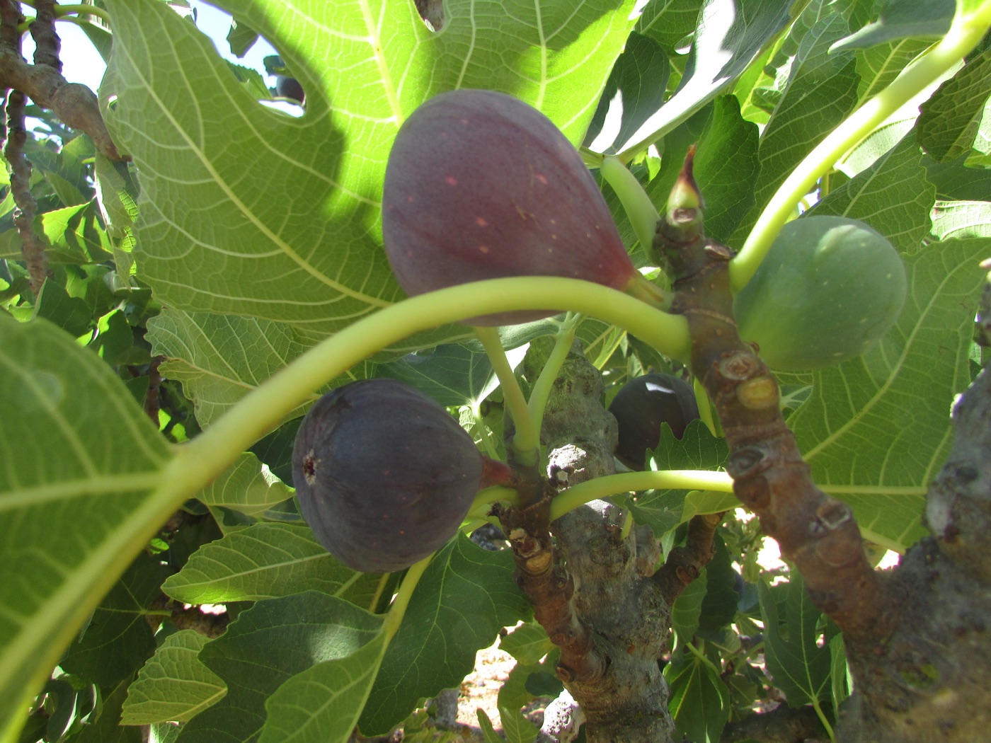 Dark purple figs ripening among large fig leaves