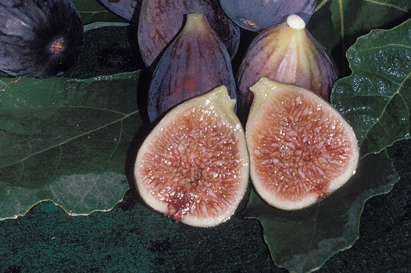 Black Mission Fig fruit