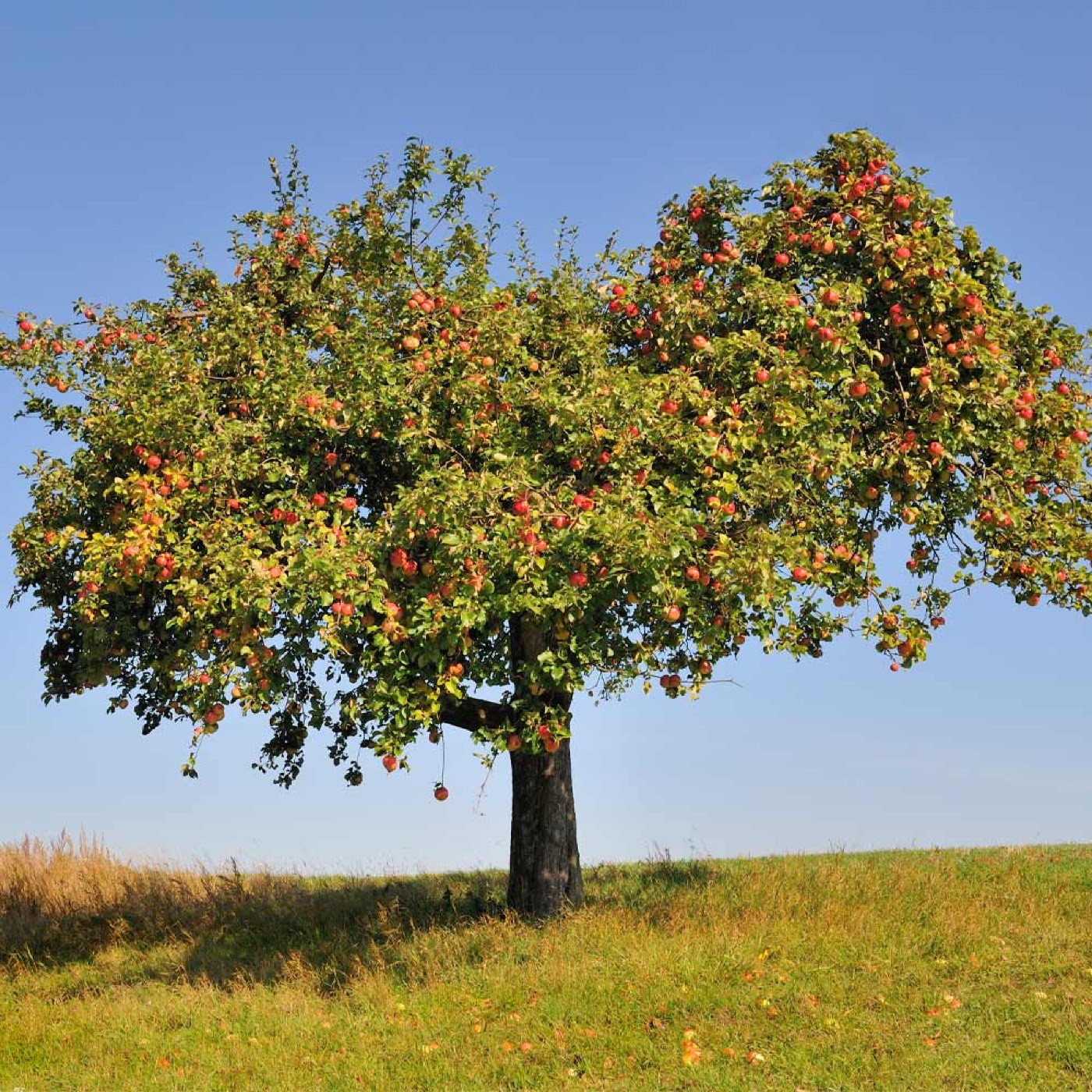 A mature apple tree