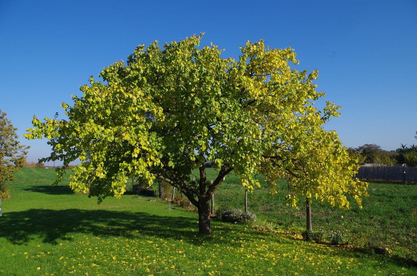 A mature apricot tree