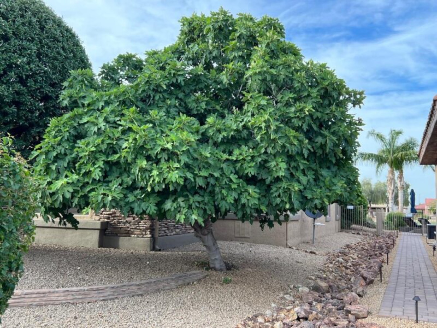 A mature fig tree
