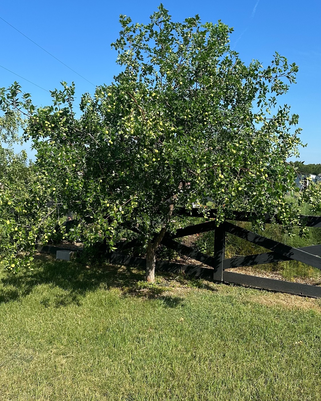 A mature jujube tree