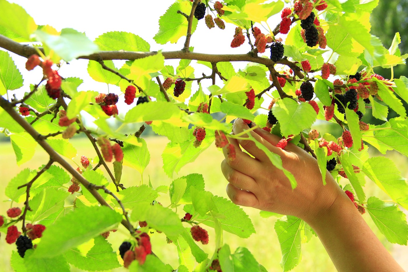 A mature mulberrie tree