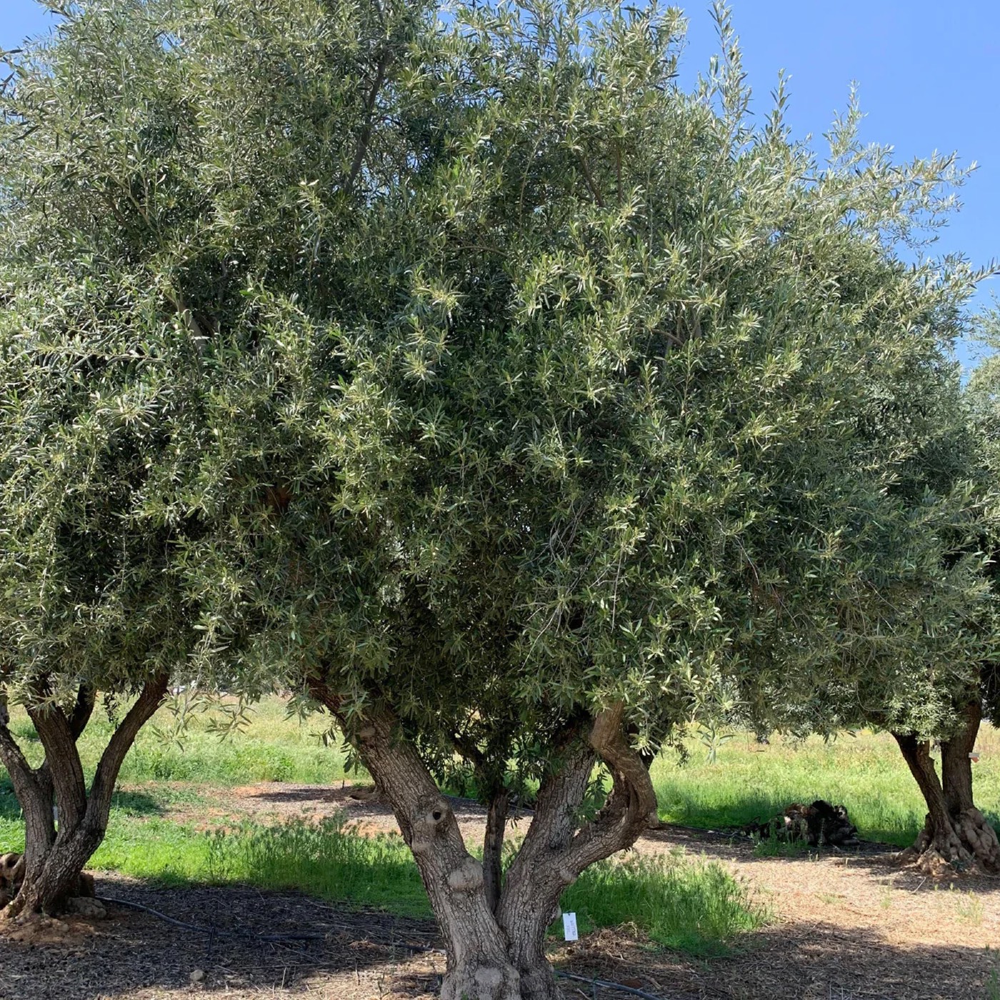 A mature olive tree