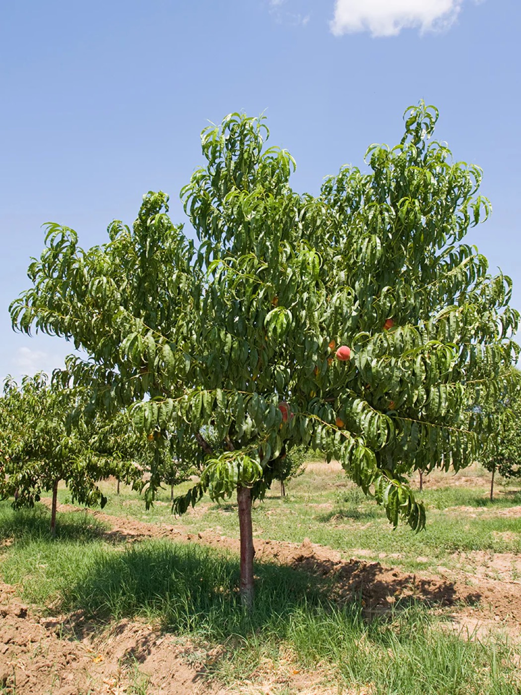 A mature peache tree
