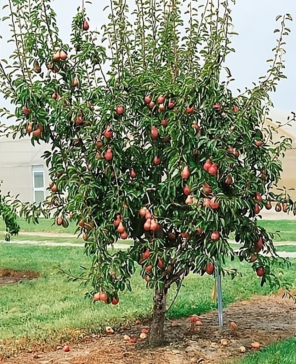 A mature pear tree