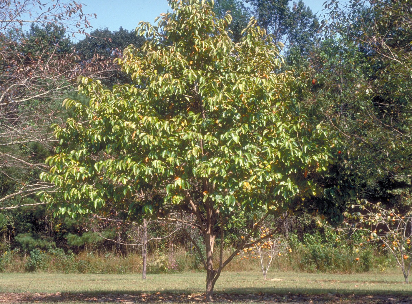 A mature persimmon tree