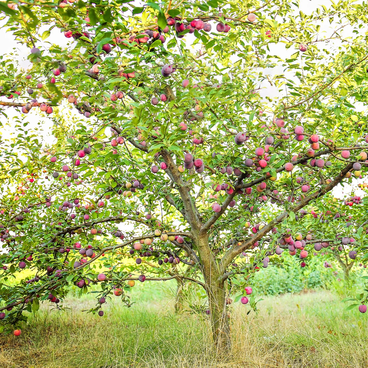 A mature plum tree