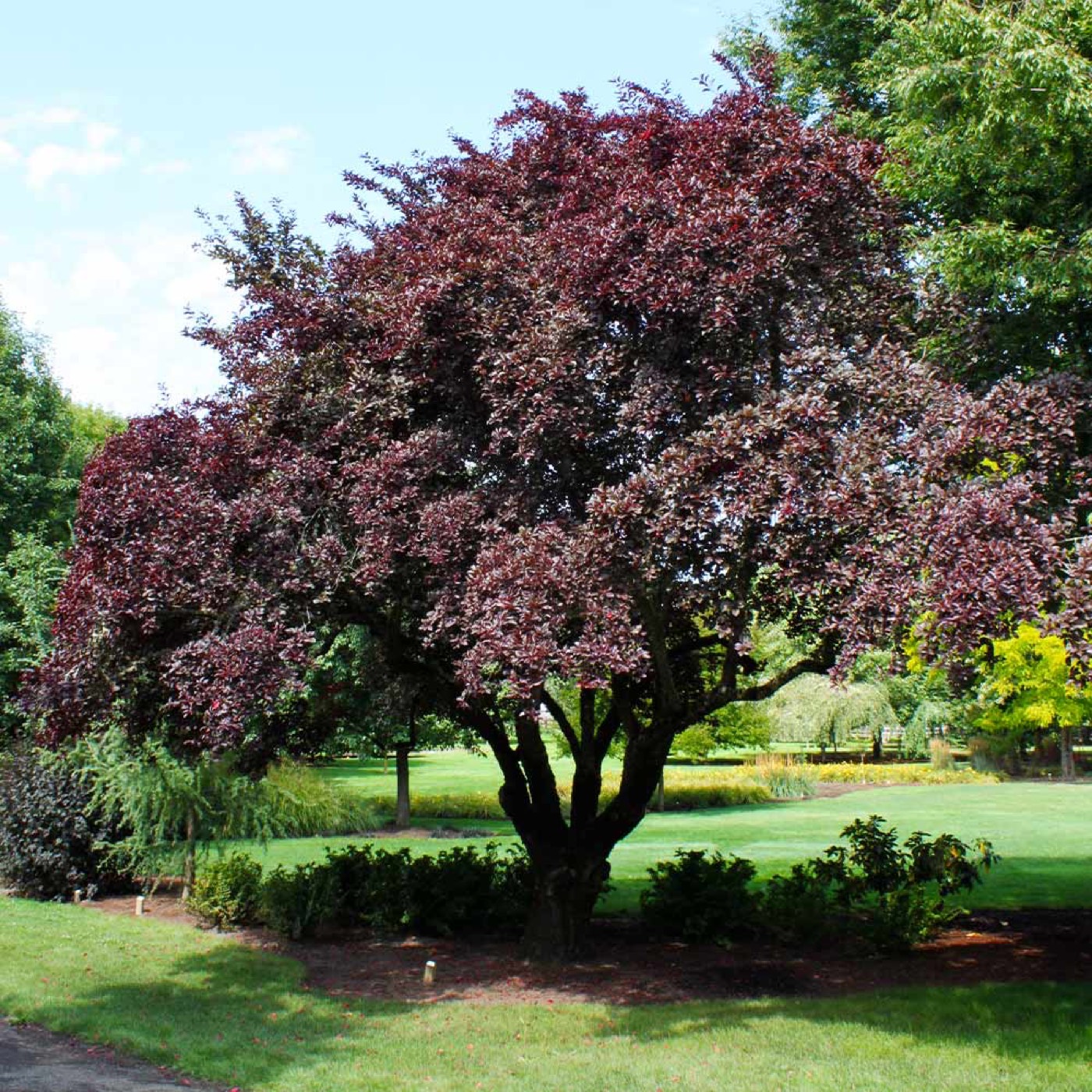 A mature pluots & interspecific tree