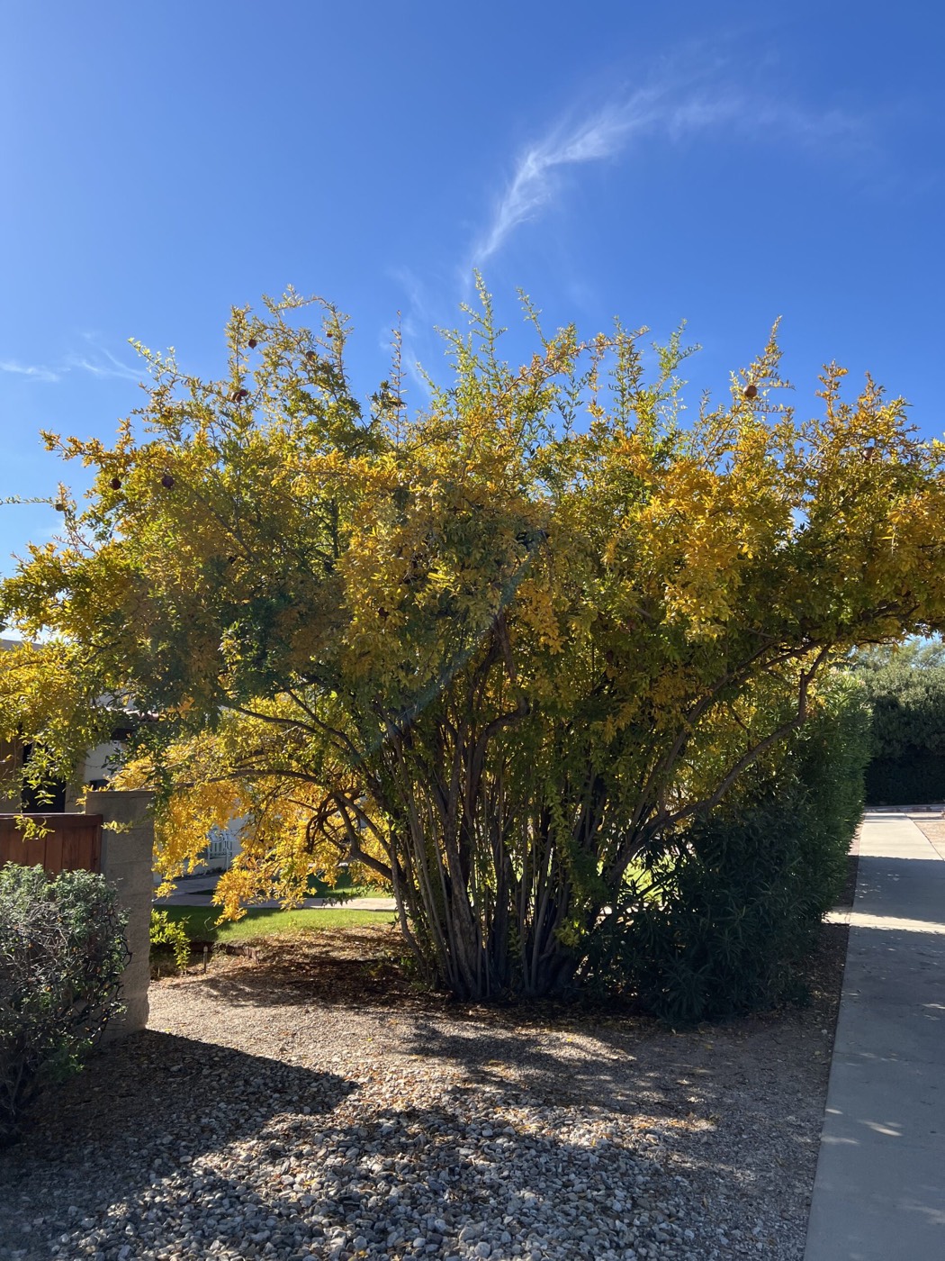 A mature pomegranate tree